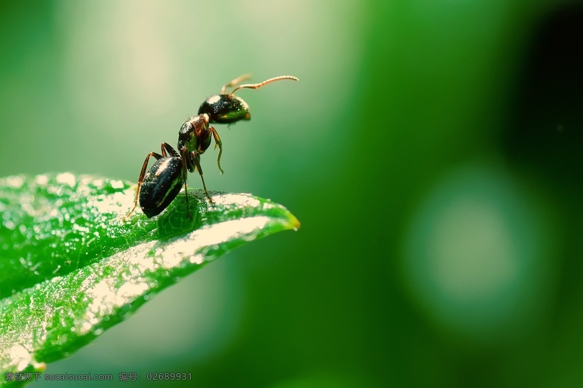 蚂蚁 昆虫 绿叶 生物世界 微观 微距 微眼看虫