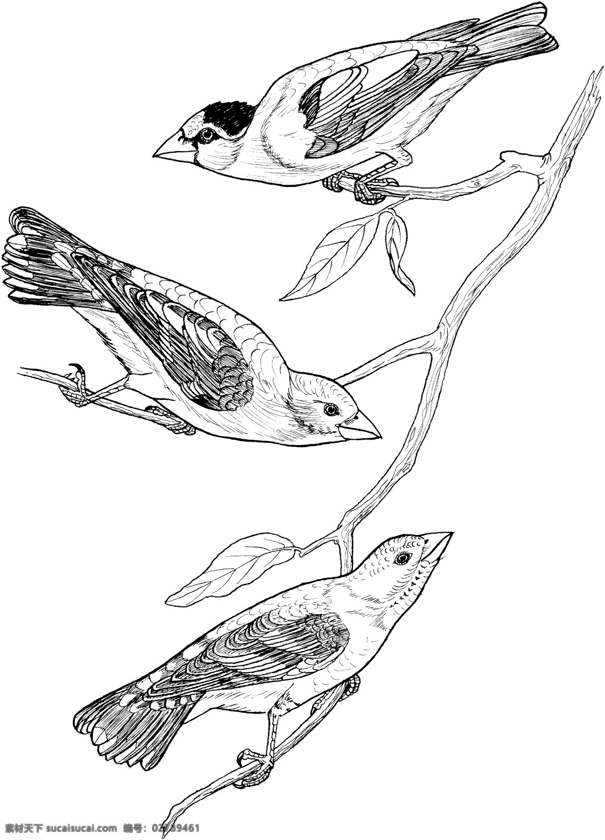 鸟类素描 动物素描 动物手绘画 设计素材 动物专辑 素描速写 书画美术 白色