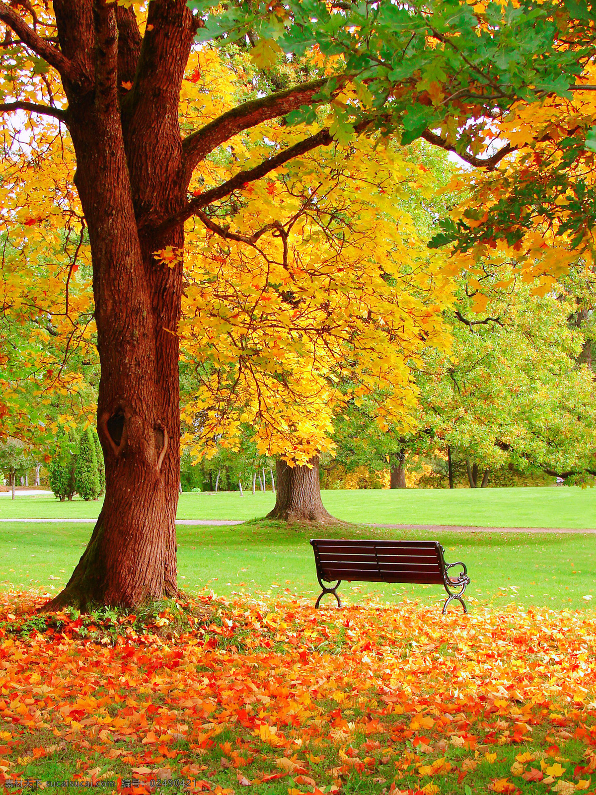 秋天 枫树 椅子 风景摄影 枫 树林 风景 枫叶 落叶 秋天树林风景 秋季美景 美丽风景 秋季景色 自然风景 自然景观 黄色