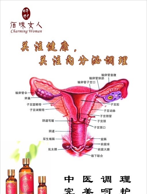 内分泌养护 内分泌 子宫解剖图 解剖图 器官图 子宫呵护 内分泌呵护 子宫养护 养生 中医养生 五行养生 矢量