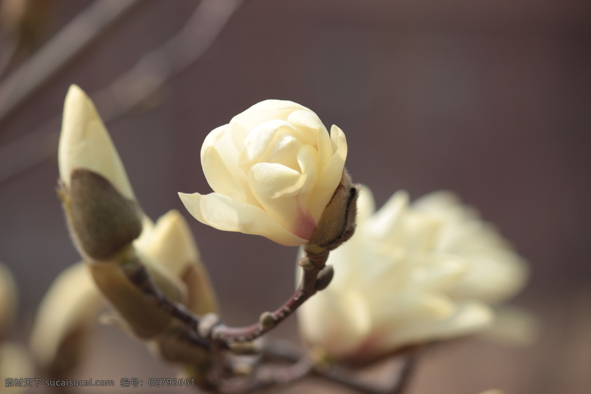 玉兰花 玉兰 花 金玉兰 花卉 美景 生物世界 花草