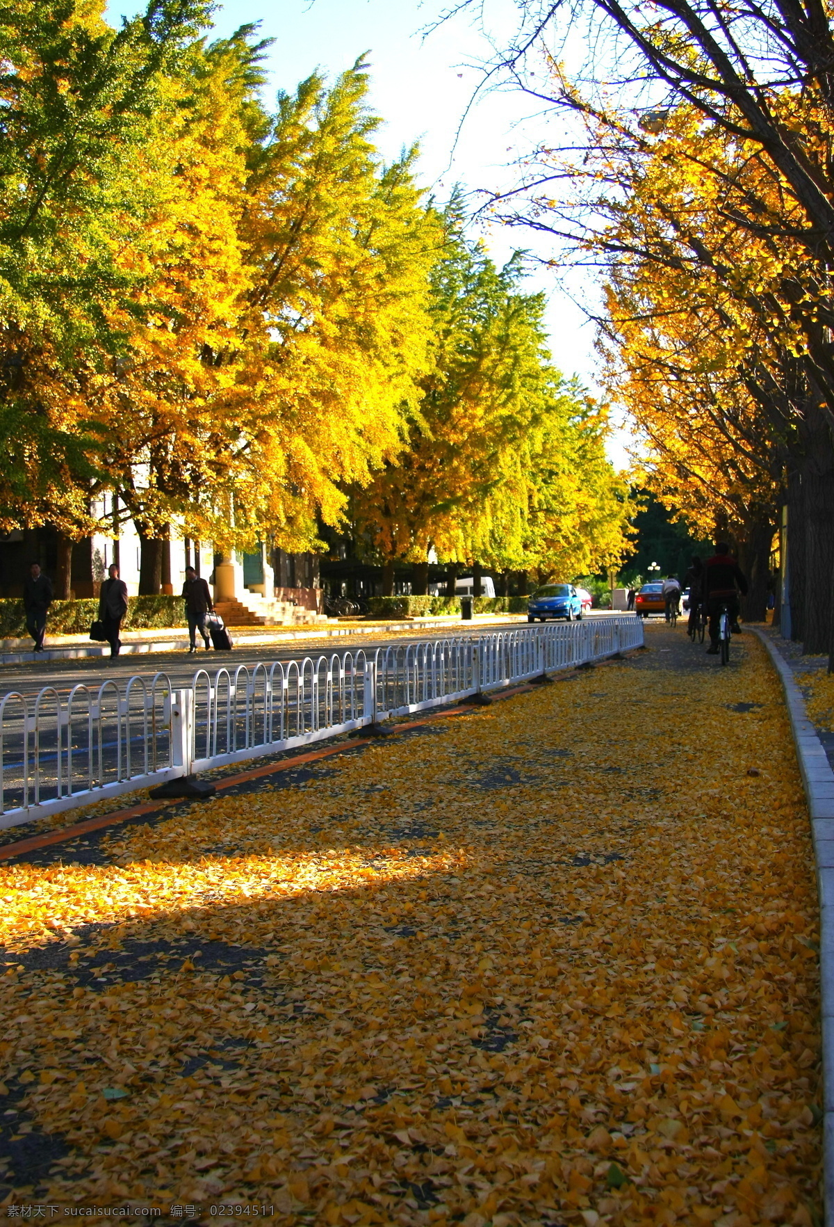 清华大学 校园 一角 清华 清华园 角落 风景 人文 秋 黄叶 校园风景 园林建筑 建筑园林