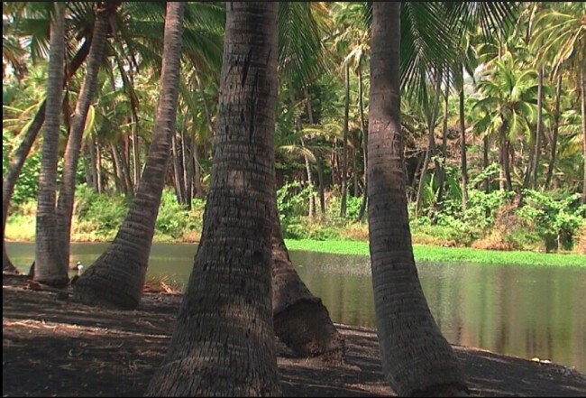 海岛 旅游 大海 海岸 海边 椰树 椰子 视频 实拍视频