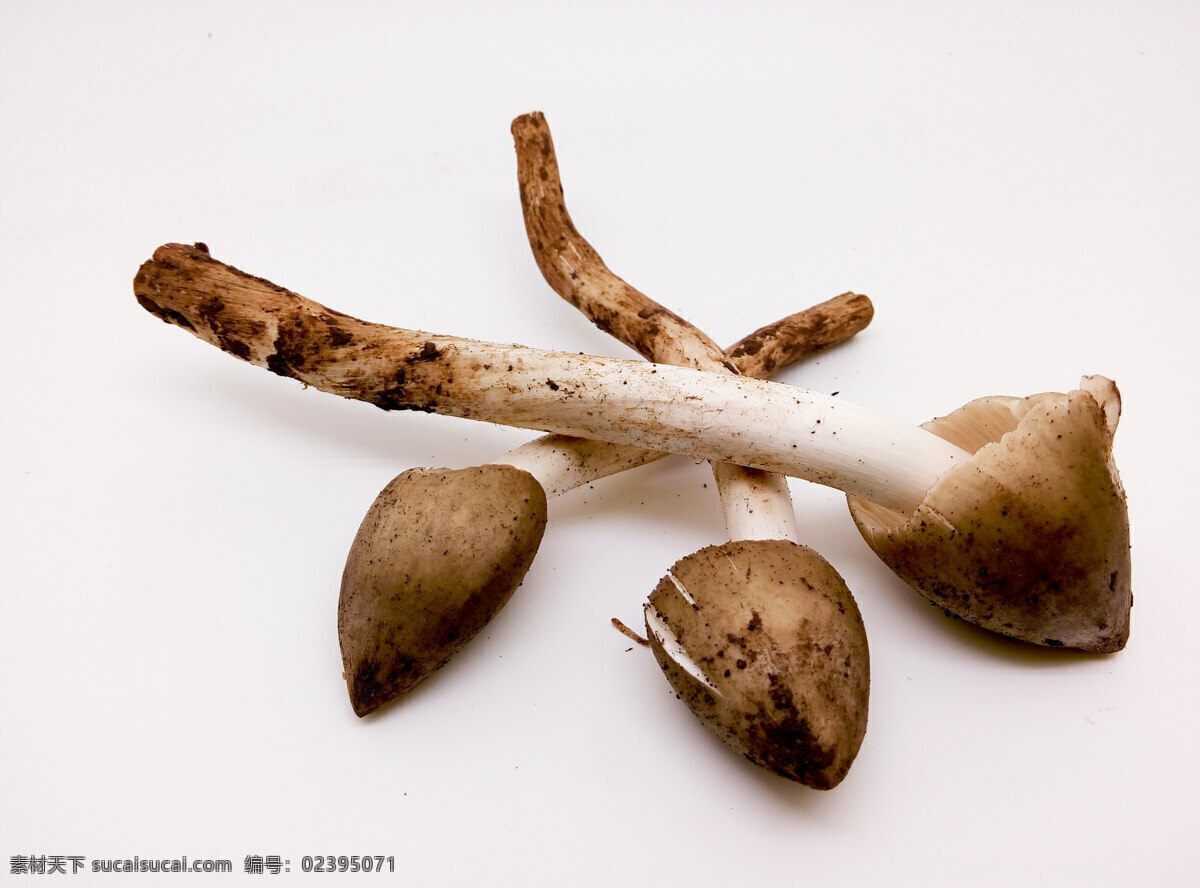 鸡枞菌 蘑菇 野生香菇 菌类 山珍 野味 生物世界 蔬菜