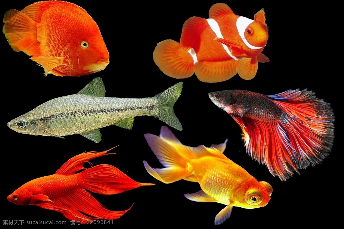 免抠图 鱼 透明背景 无背景 观赏鱼 免抠图素材 生物世界 鱼类