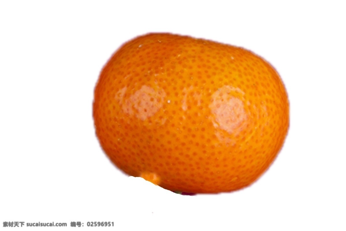 一个 圆 大 橘子 又圆又大 新鲜 甘甜 绿色 安全 野生 橘子树 成长 植物 美丽 水果 水分足