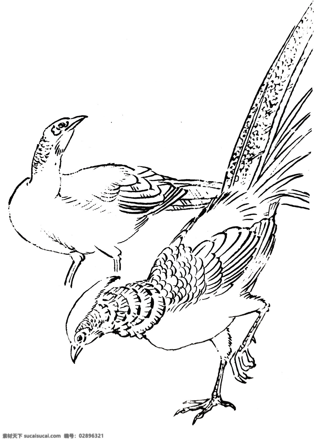 山鸡 锦雉 野鸡 线描 手绘 鸟 白描 飞禽 飞鸟 手稿 雉 分层