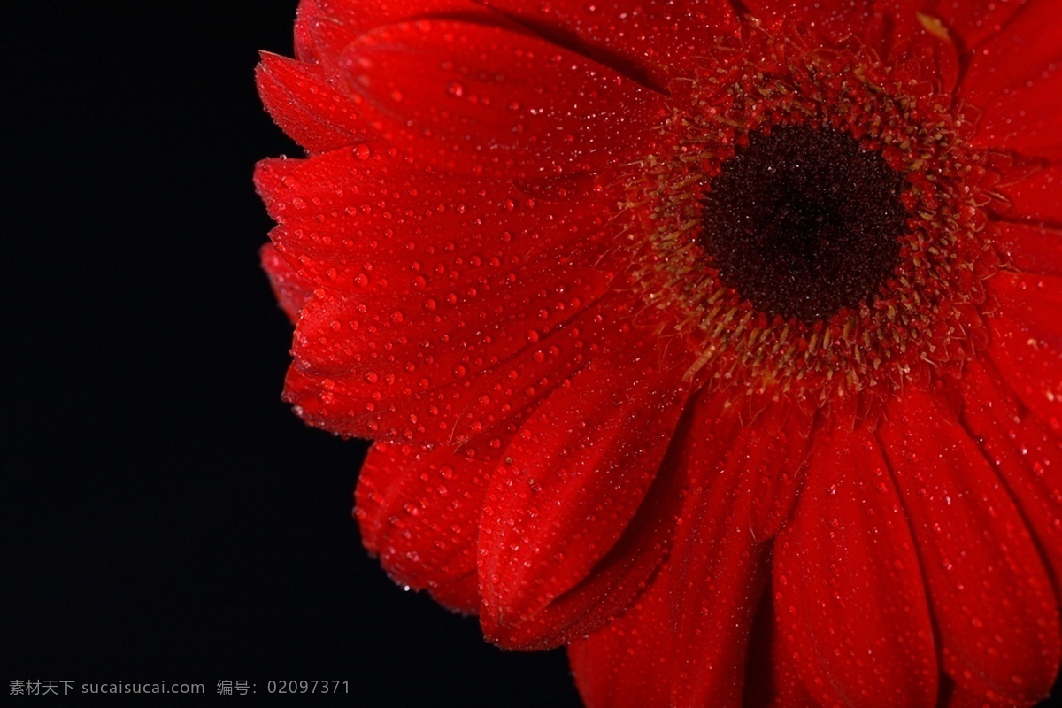 红色非洲菊 红色菊花 非洲菊 菊花特写 菊花 花瓣 花蕊 菊科 花蕾 高清菊花 露水 水珠 花卉 菊属 花草树木 生物世界 黑色