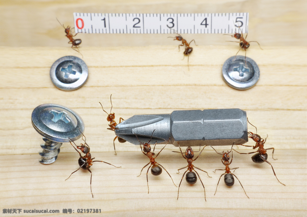 木板 上 蚂蚁 螺丝钉 动物 昆虫世界 生物世界