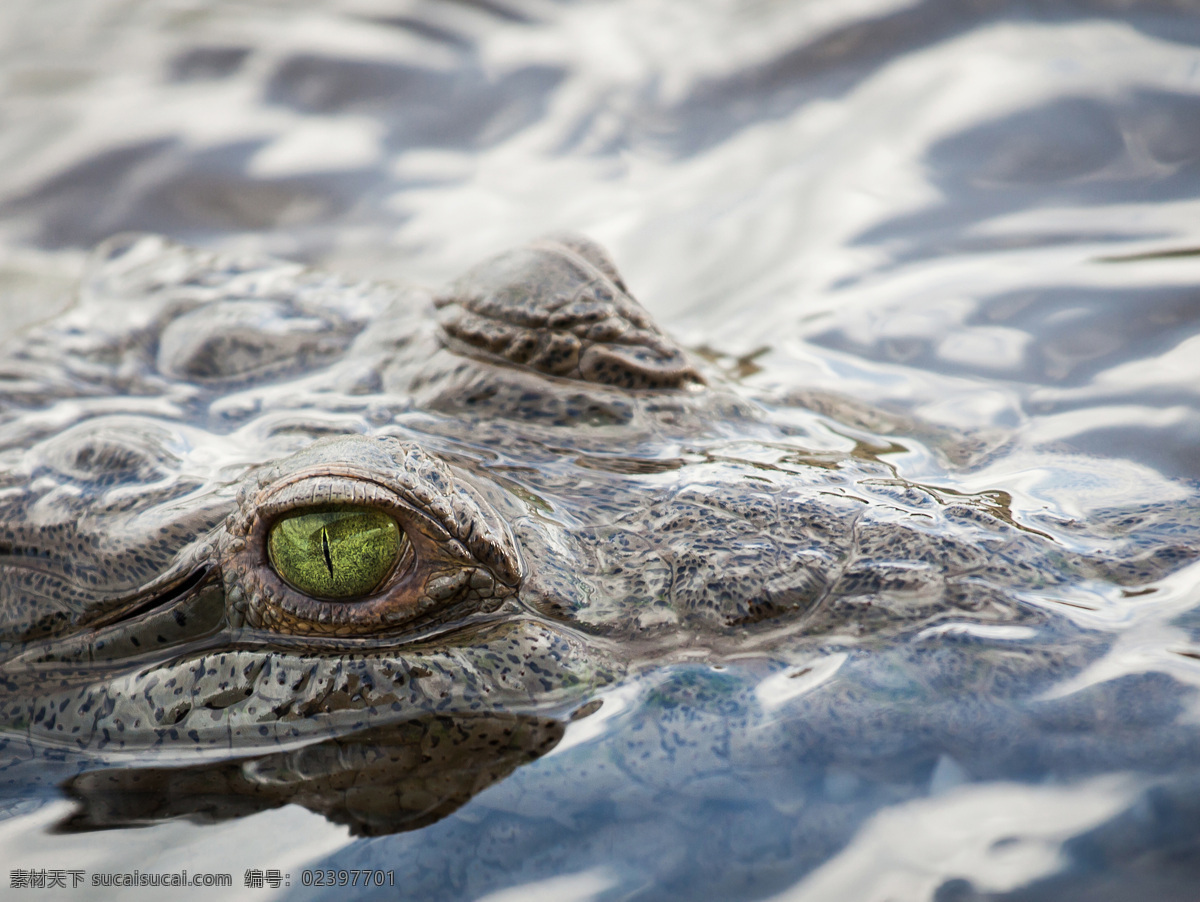 水里 游 鳄鱼 鳄鱼眼睛 野生动物 爬行动物 动物世界 水中生物 生物世界