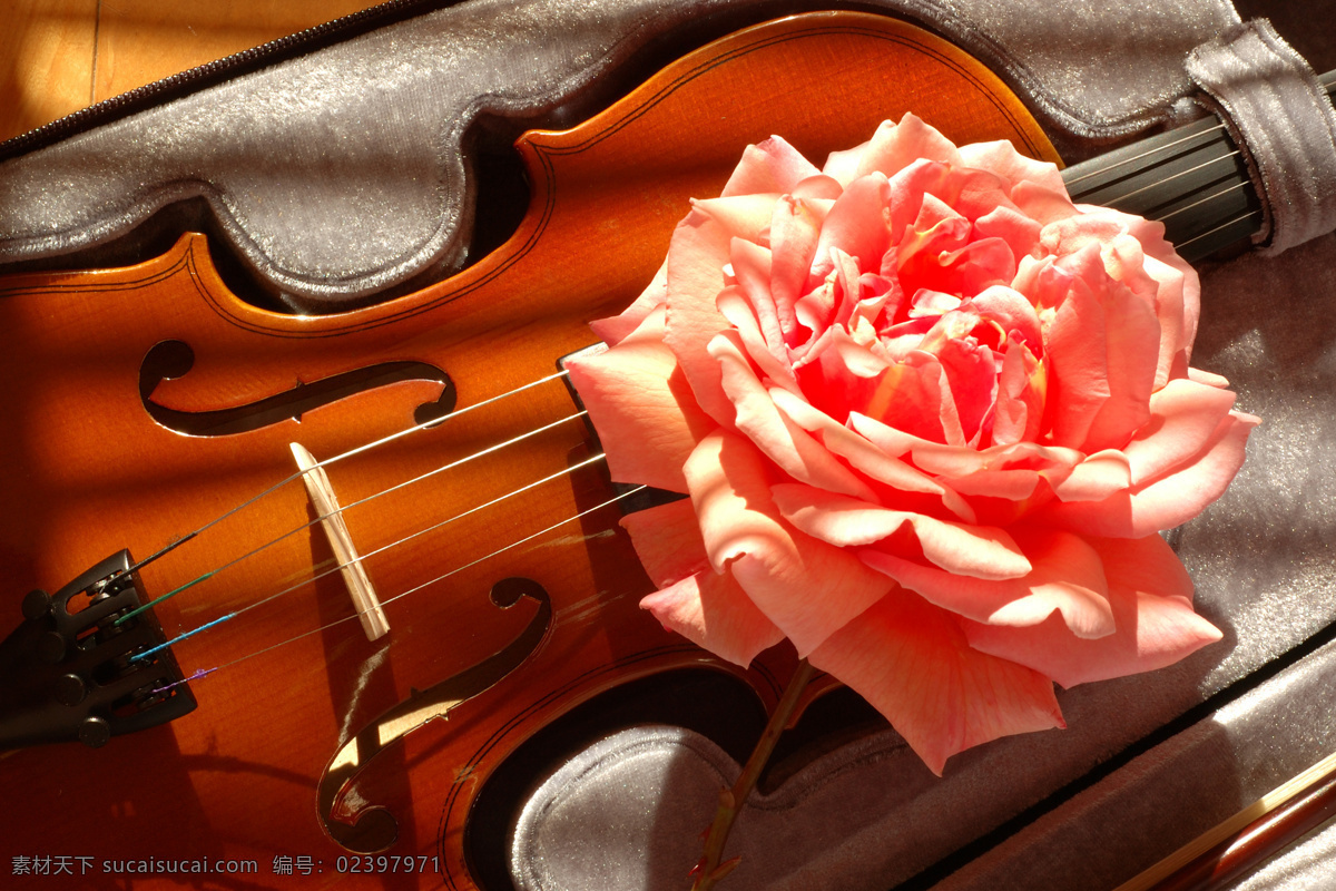 小提琴 花朵 音乐 乐器 影音娱乐 鲜花 生活百科