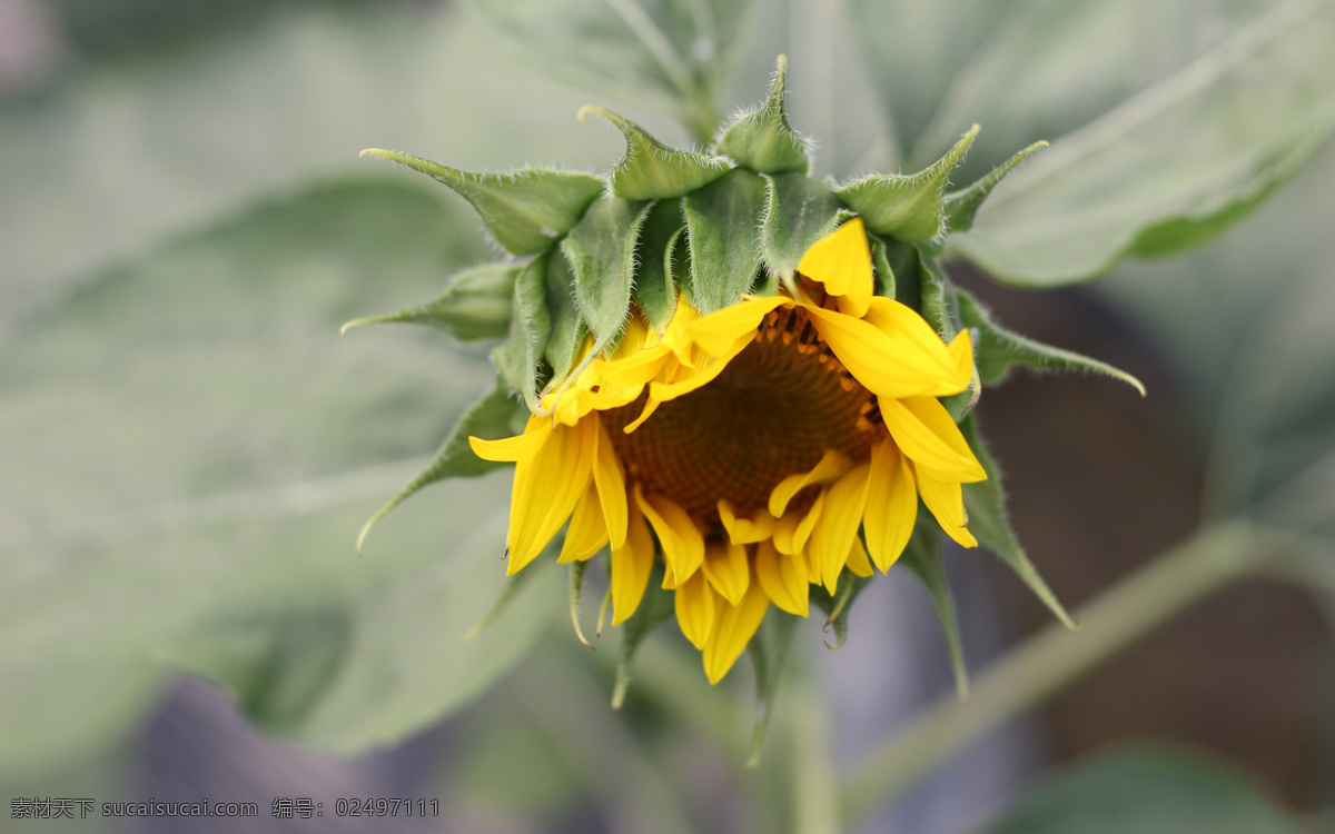 向日葵盘栽 葵花 太阳花 花海 鲜花 葵园 向阳花 向日葵园 绿叶 精神 特写 向日葵背景 向日葵海报 向日葵促销 葵花背景 唯美向日葵 葵瓜子促销 葵瓜子海报 葵瓜子背景 葵花籽背景 植物 自然景观 田园风光