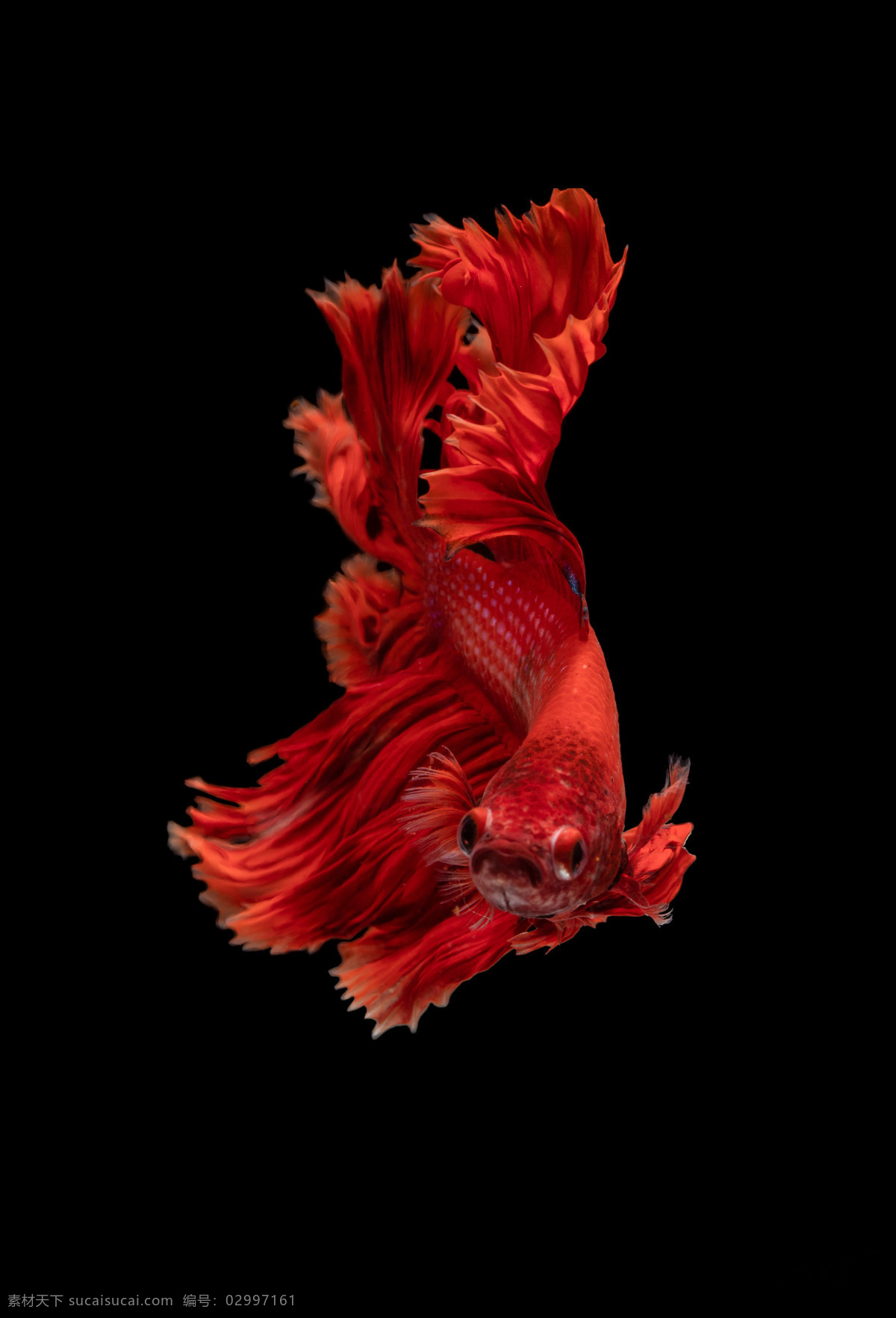 地产金鱼元素 金鱼 红色金鱼 金鱼摄影 地产质感 高质量 共享 分
