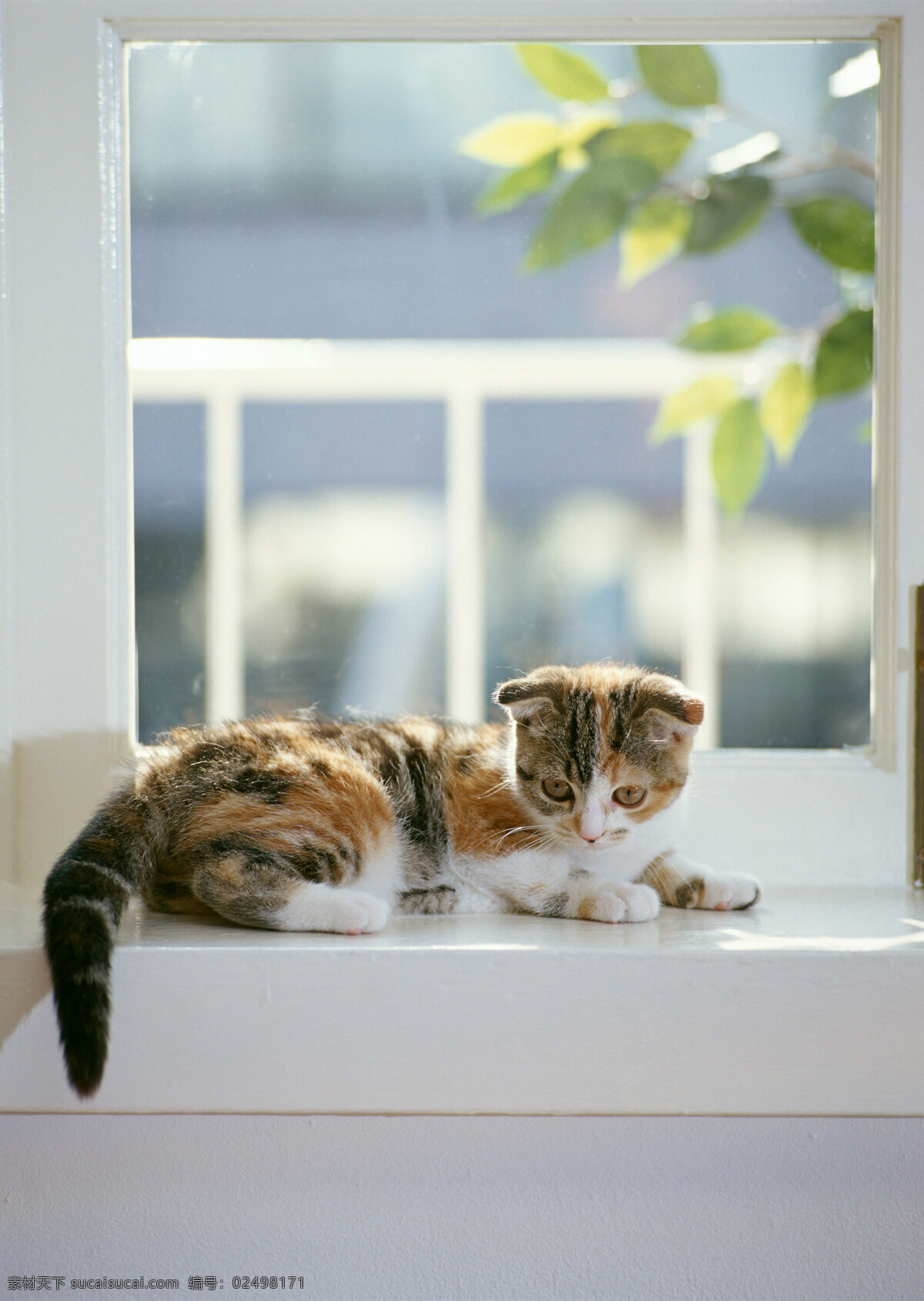 趴在 窗台 上 小花 猫 小猫 动物摄影 宠物 可爱的猫 家猫 猫咪 小猫图片 家禽家畜 生物世界 猫咪图片