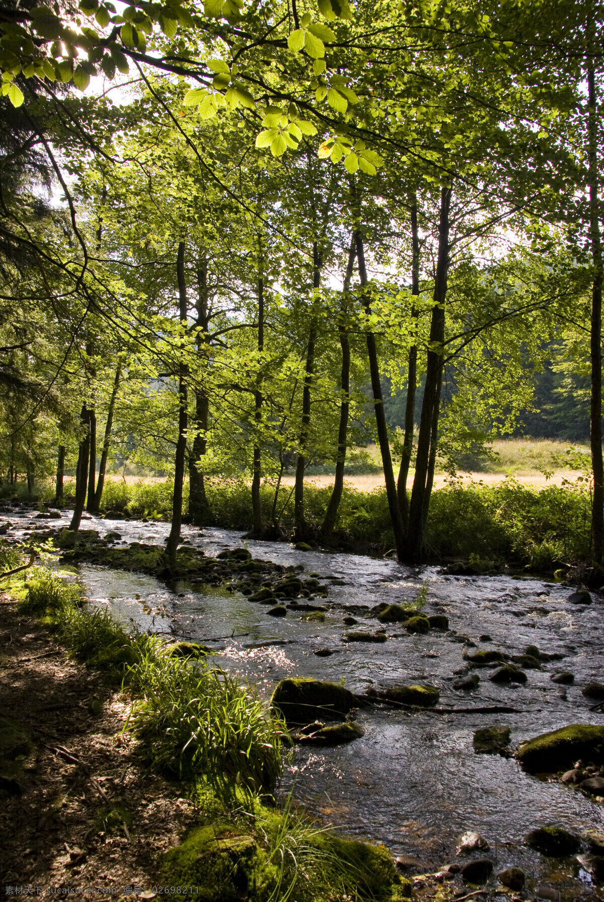 林中溪流 风光设计图片 自然风光 森林景色 溪水 流水 美丽风光 美丽风景 风光图片 自然风光摄影 自然风景 自然景观