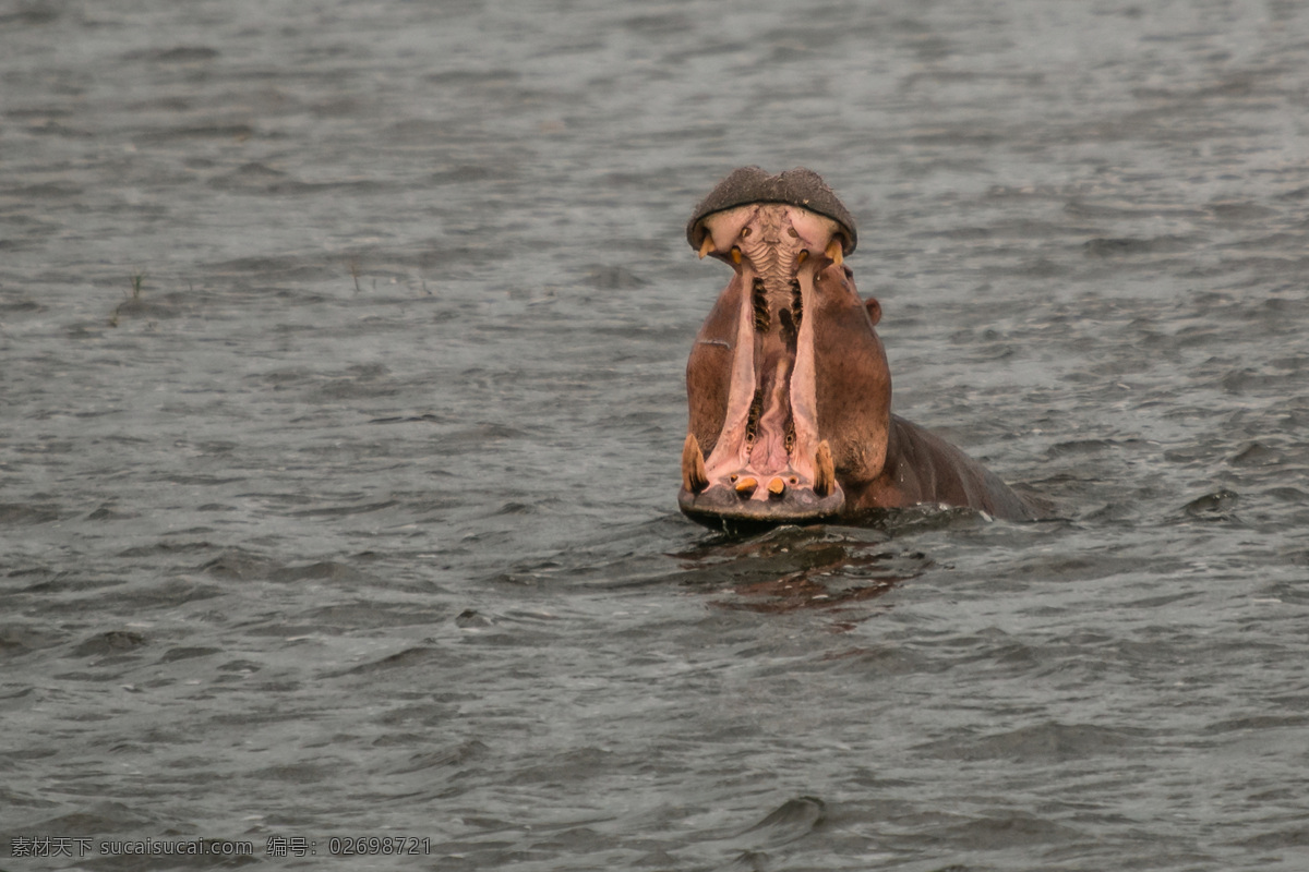雨中河马 非洲 乌干达 尼罗河 河水 雨水 河马 野生动物 生物世界