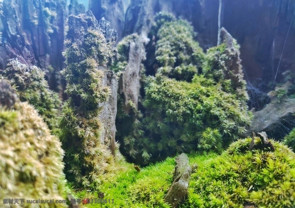 苔藓景观 苔藓 青苔 枯树 微观 绿植 自然景观 自然风景
