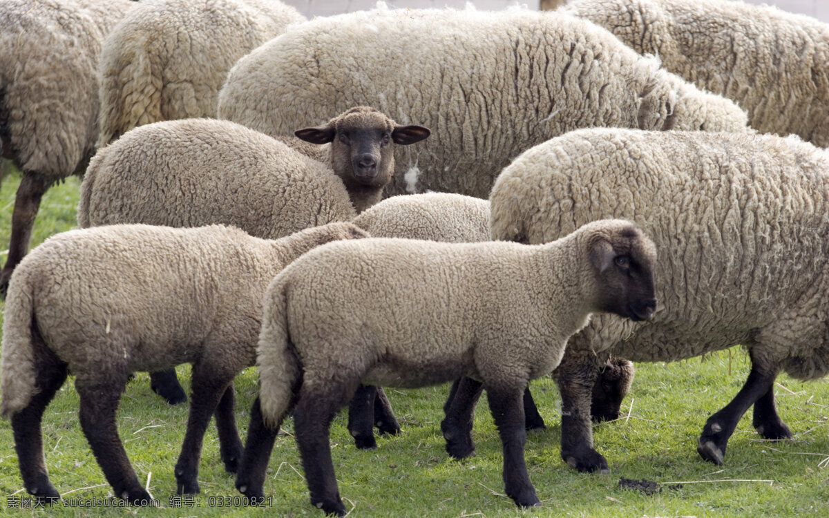 草原 上 绵羊 羊群 放牧 摄影图 动物世界 陆地动物 生物世界