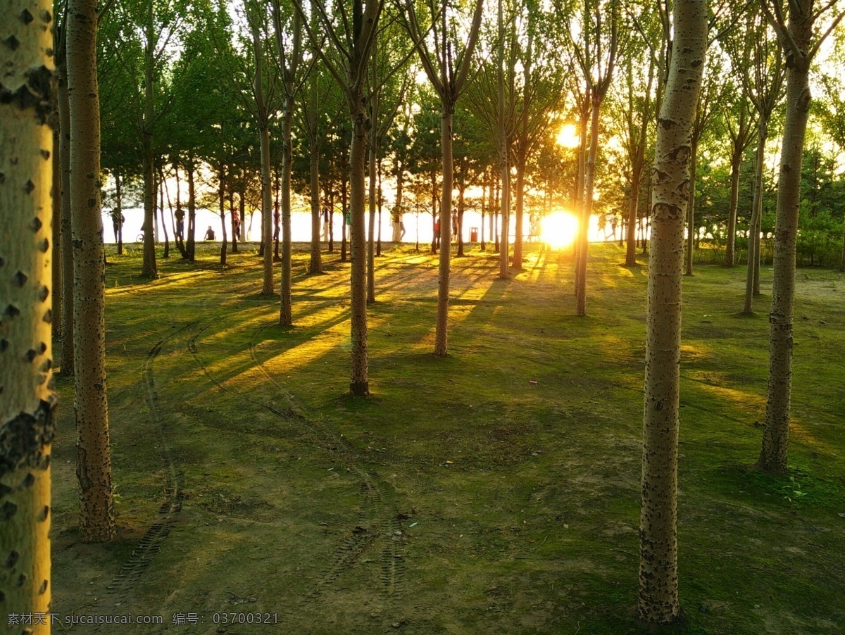 日落时的树林 树林 草地 暖阳 湖边 日落 温暖 阳光 影子 树 自然景观 自然风景