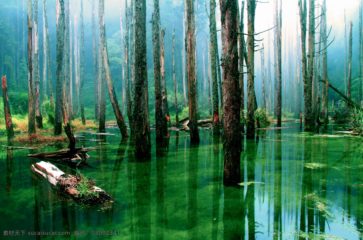 清澈溪流 树木 泉水 绿藻 自然风景 自然景观