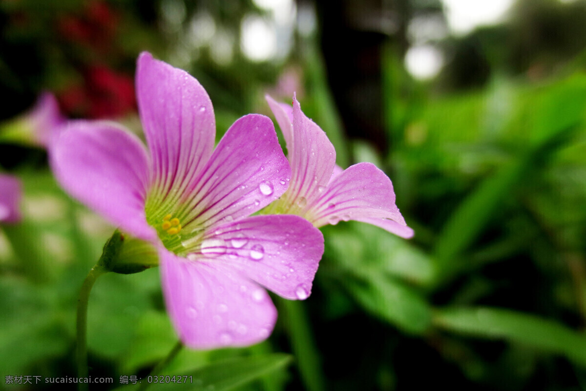 红花酢浆草 粉红色花 花 绿色背景 微距 水珠 花卉摄影 生物世界 花草