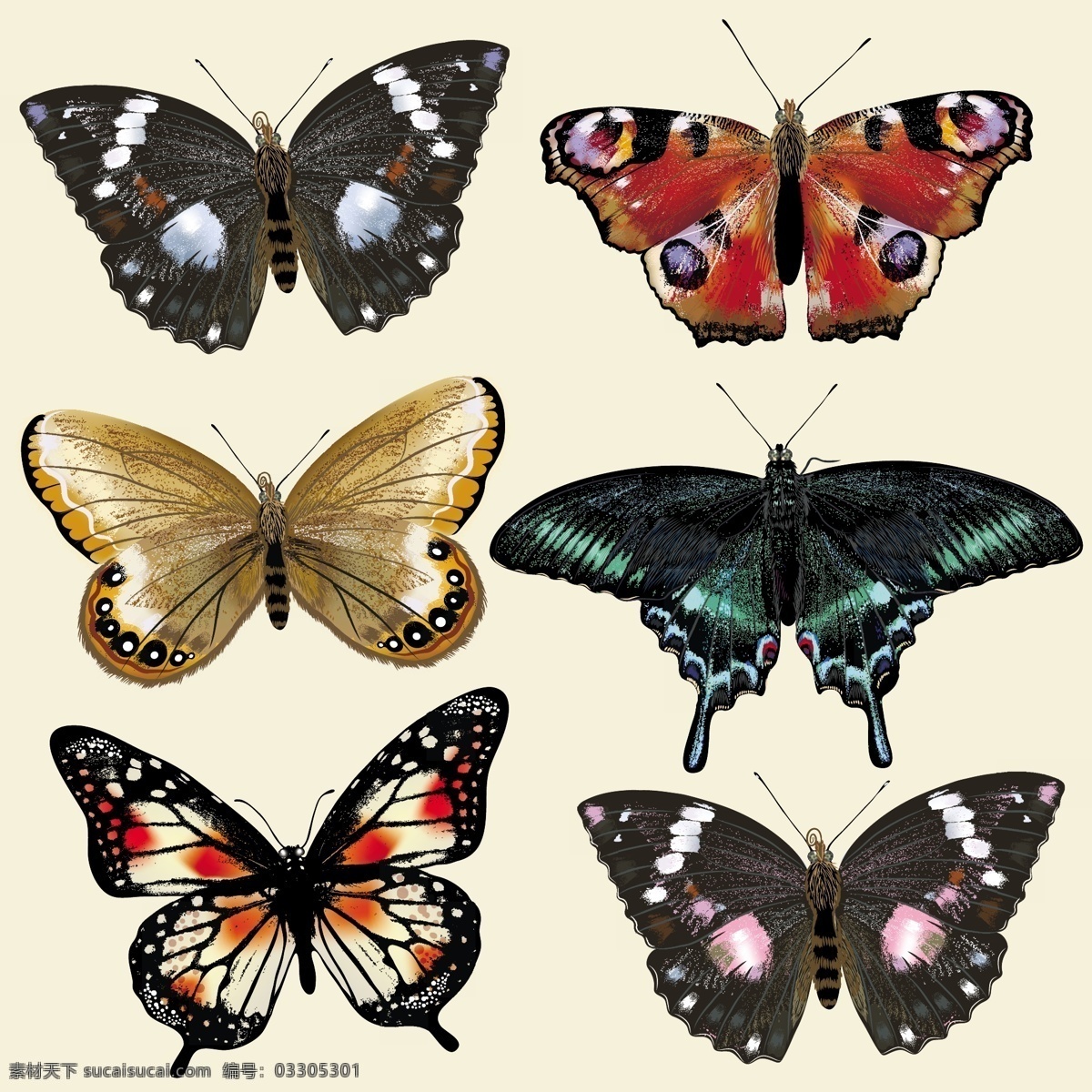 彩色 蝴蝶 收藏 动物 颜色 昆虫 收集 彩色的