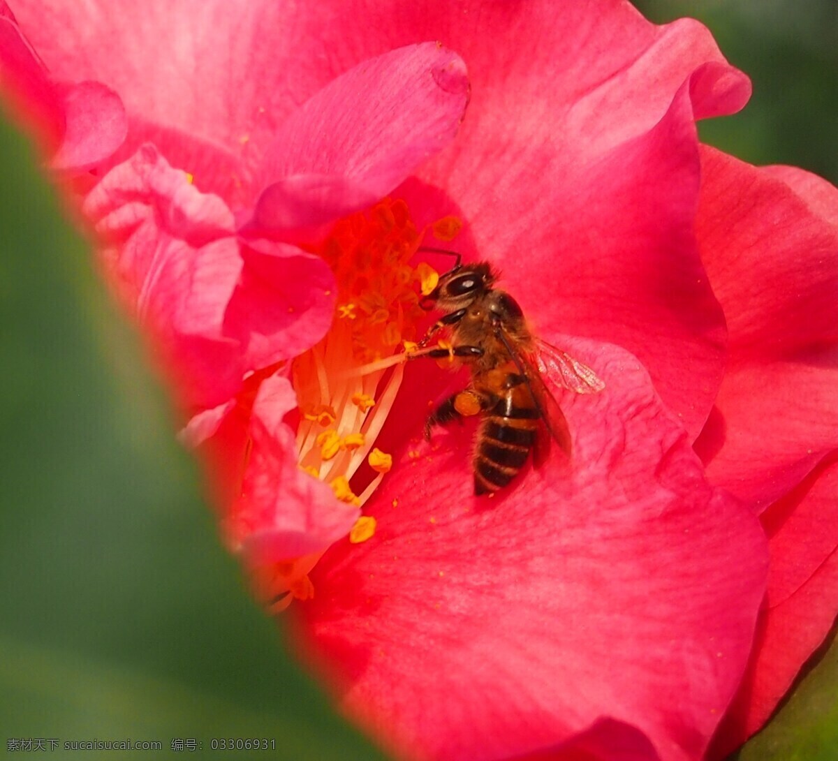 辛勤 劳动 花 昆虫 蜜蜂 生物世界 辛勤劳动 采蜜