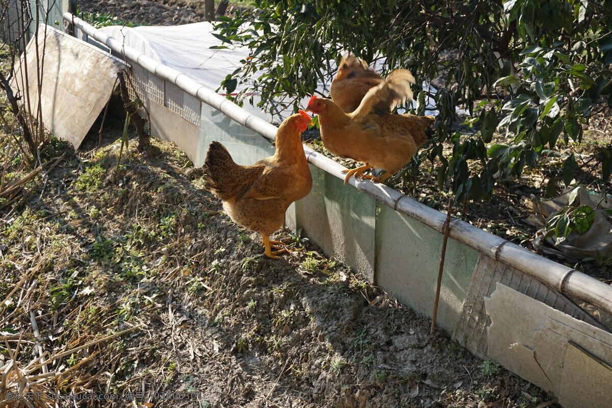 散养鸡 散养 家禽 鸡 两只 展翅 农场 摄影图集 生物世界 家禽家畜