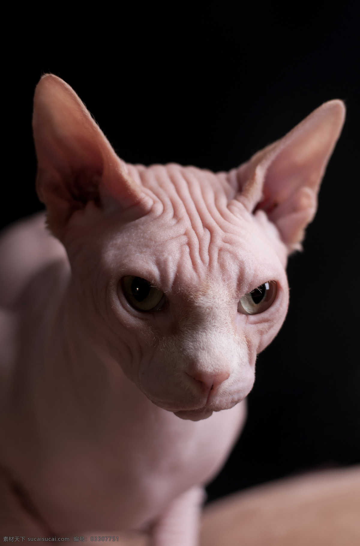 加拿大 无 毛 猫 头部 特写 斯芬克斯猫 猫咪 加拿大无毛猫 宠物 动物世界 动物摄影 陆地动物 生物世界 黑色