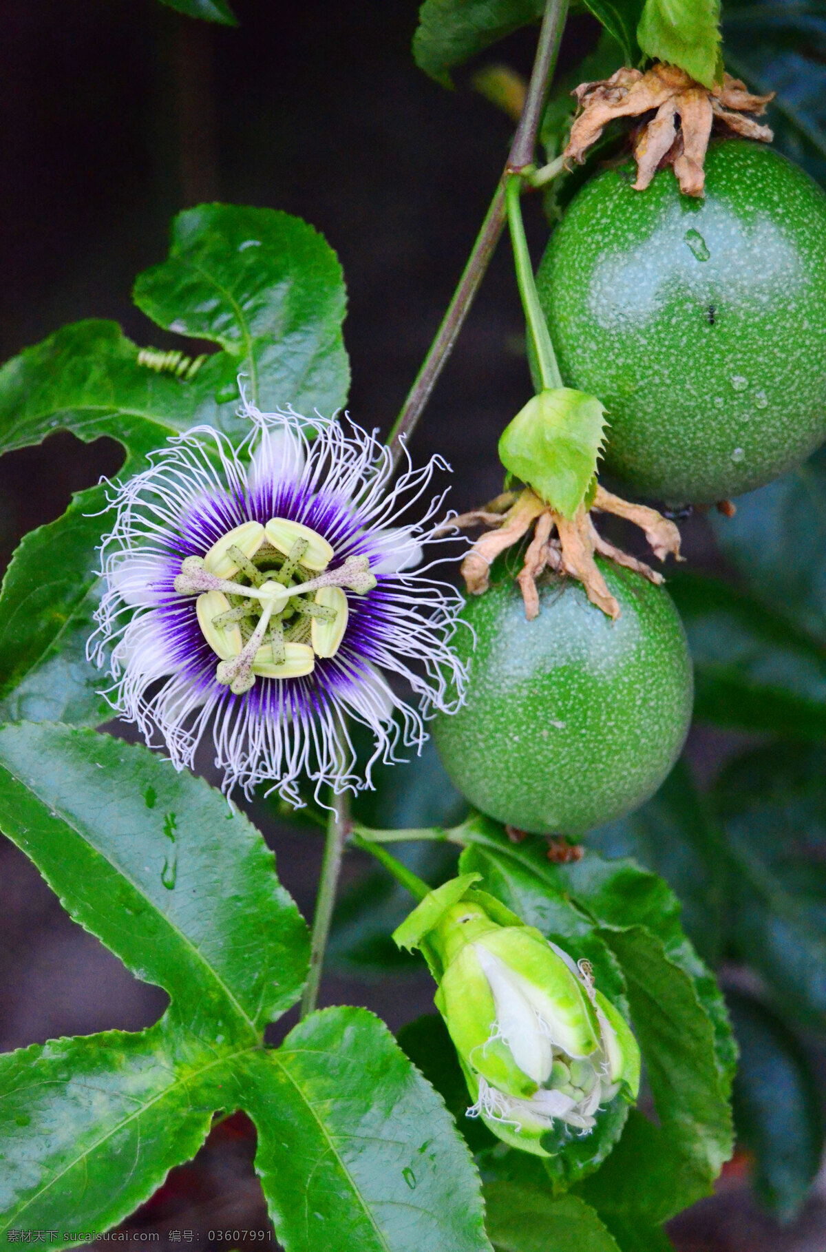 百香花果 百香果 百香果花 土楼百香果 百香果园 花果 绿色花果 绿色 果园采摘园 自助采摘 春天花果 春雨 生物世界 水果