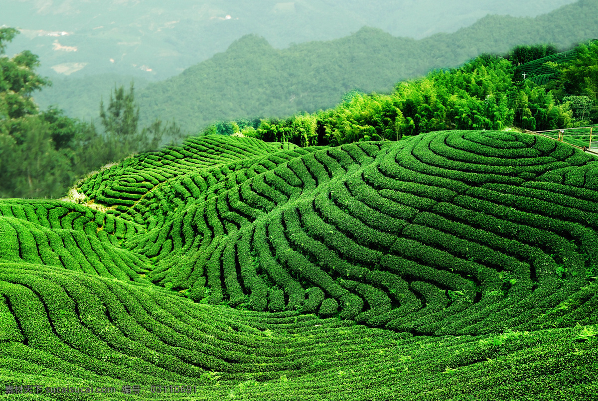 茶山 茶 茶园 茶素材 茶叶 茶树 茶景 茶道 绿茶 茶广告 茶文化 茶包装 品茗 茗茶 风景 山水风景 自然景观 田园风光 自然风景 茶图 茶风景