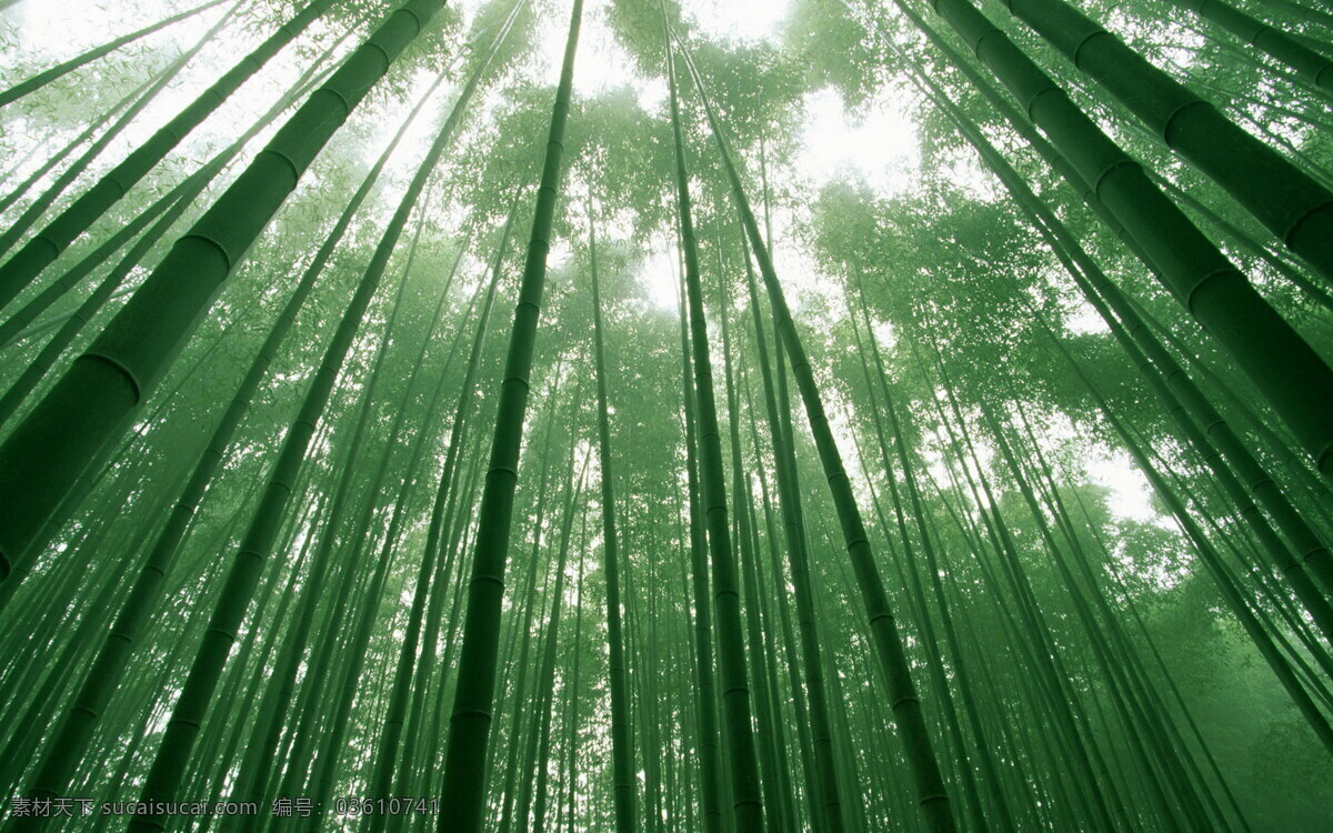 摄影图库 竹林风景图片 竹林图片 竹叶 竹子特写 竹林动感图片 竹林的图片 竹林深处图片 雨中竹林图片 手机动感图片 生物世界