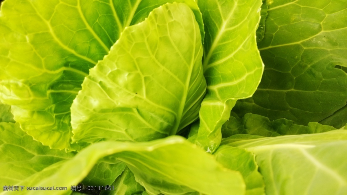 绿底纹 绿叶 生菜 蔬菜 包菜 卷生菜 生菜种植 生菜种子包装 绿色生菜 生物世界