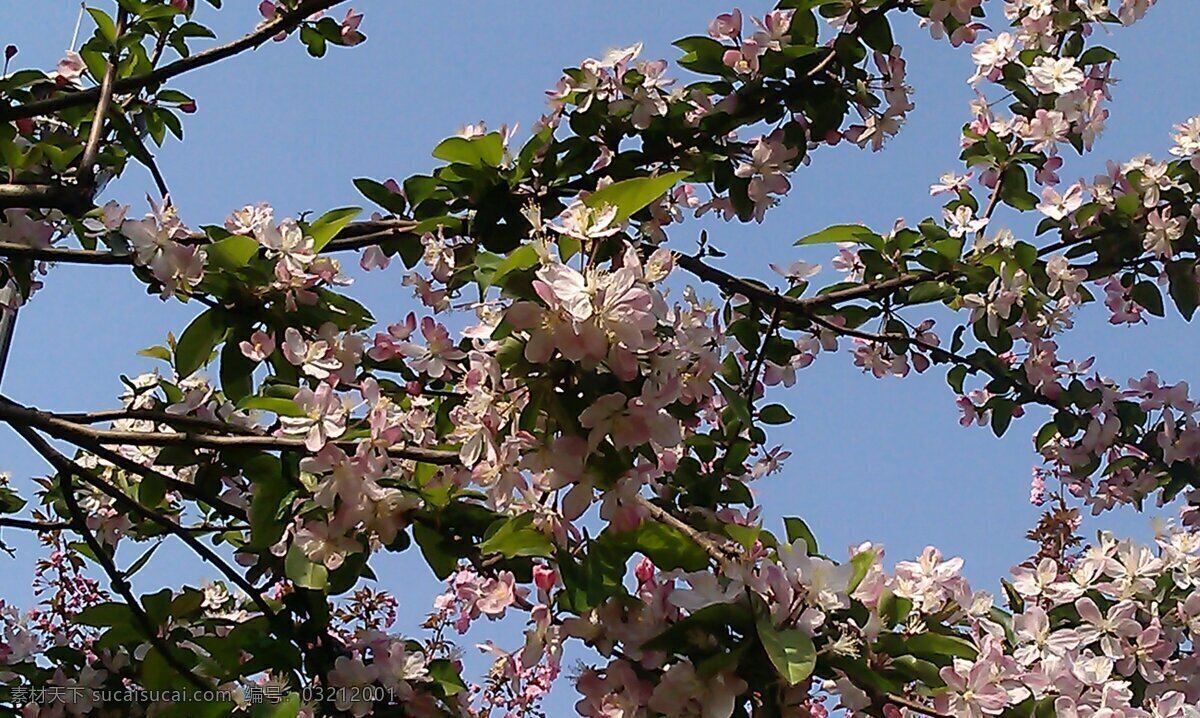 粉色 花朵 春天 粉色花朵 风景 公园 花草 生物世界 迎春花 樱花 踏春 psd源文件