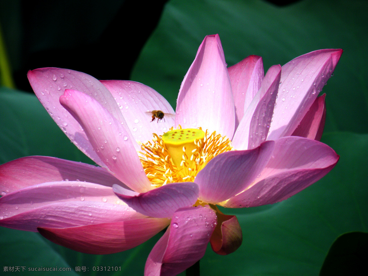 荷花 上 寻觅 蜜蜂 大自然 动物 植物 黑色