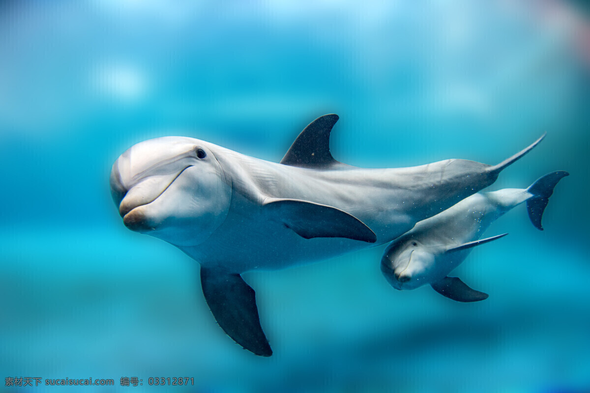 海洋生物 大海 小海豚 可爱海豚 海豚表演 海洋世界 生物世界