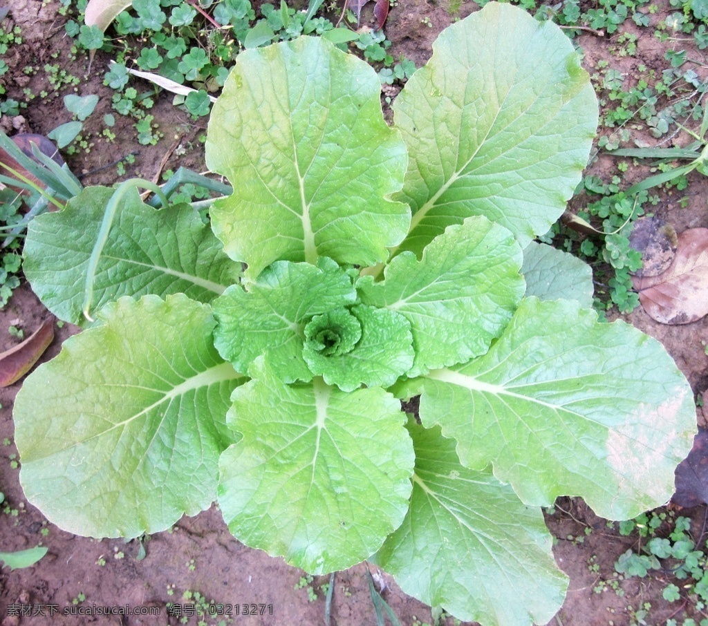小白菜 茁壮成长 嫩叶 叶子 大自然 蔬菜 生物世界