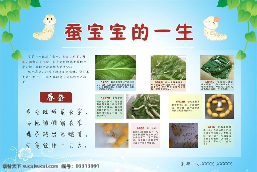 蚕宝宝的一生 蚕宝宝 桑叶 蚕 成长 春蚕 矢量 小学生 海报