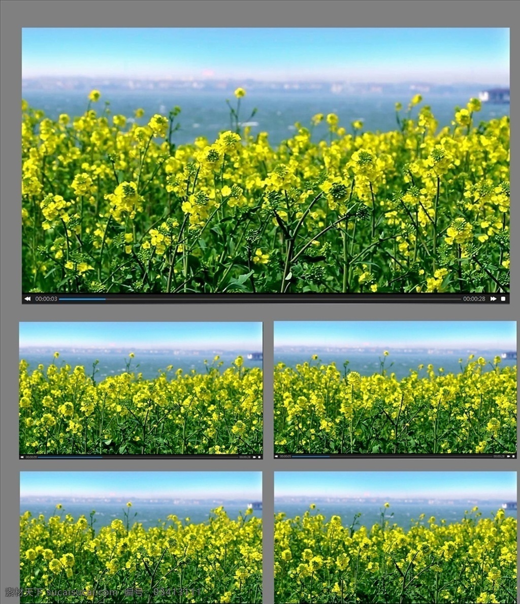 油菜花 开放 视频 春暖花开 一片油菜花 油菜花开放 油菜花视频 多媒体 实拍视频 自然风光 mp4