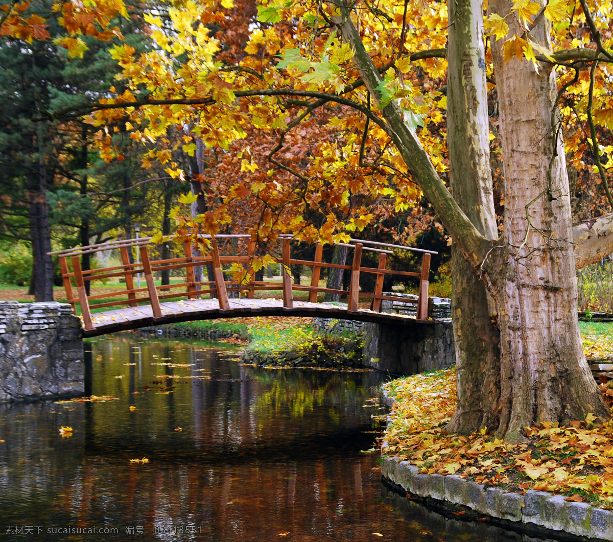 秋天 美景 落叶 林间小道 小路 金花色的树叶 自然 景色 小桥 山水风景 风景图片