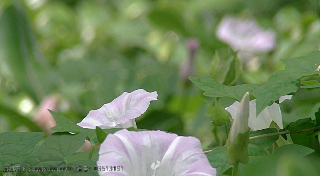 喇叭花 牵牛花 绿色 叶子 花朵 花瓣 蜜蜂 采蜜 昆虫 飞舞 植物 生态 自然 春天 春风 景深 焦距 虚化 虚实 多媒体 实拍视频 动物植物 mov