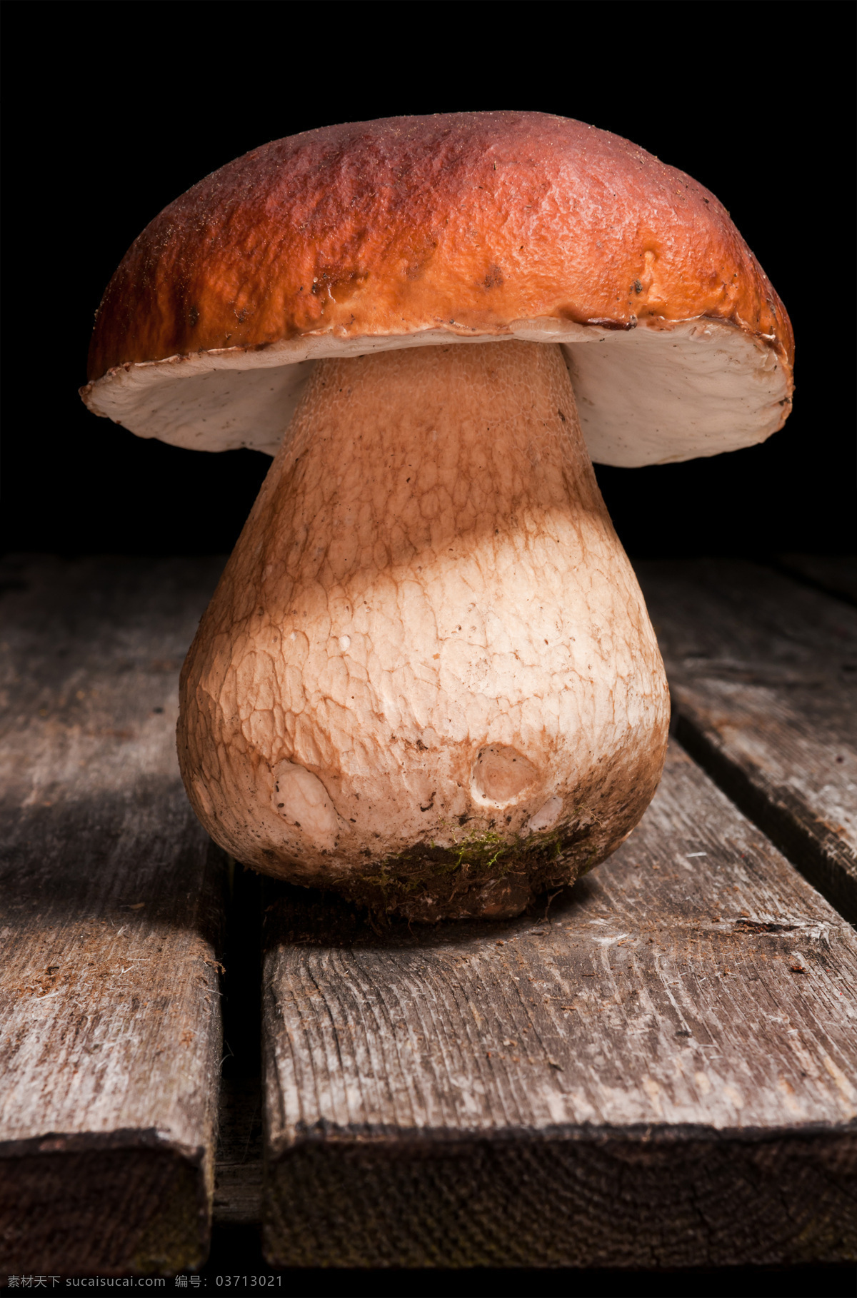 木板上的蘑菇 蘑菇 菌类植物 菌类生物 蘑菇摄影 其他类别 生活百科 黑色