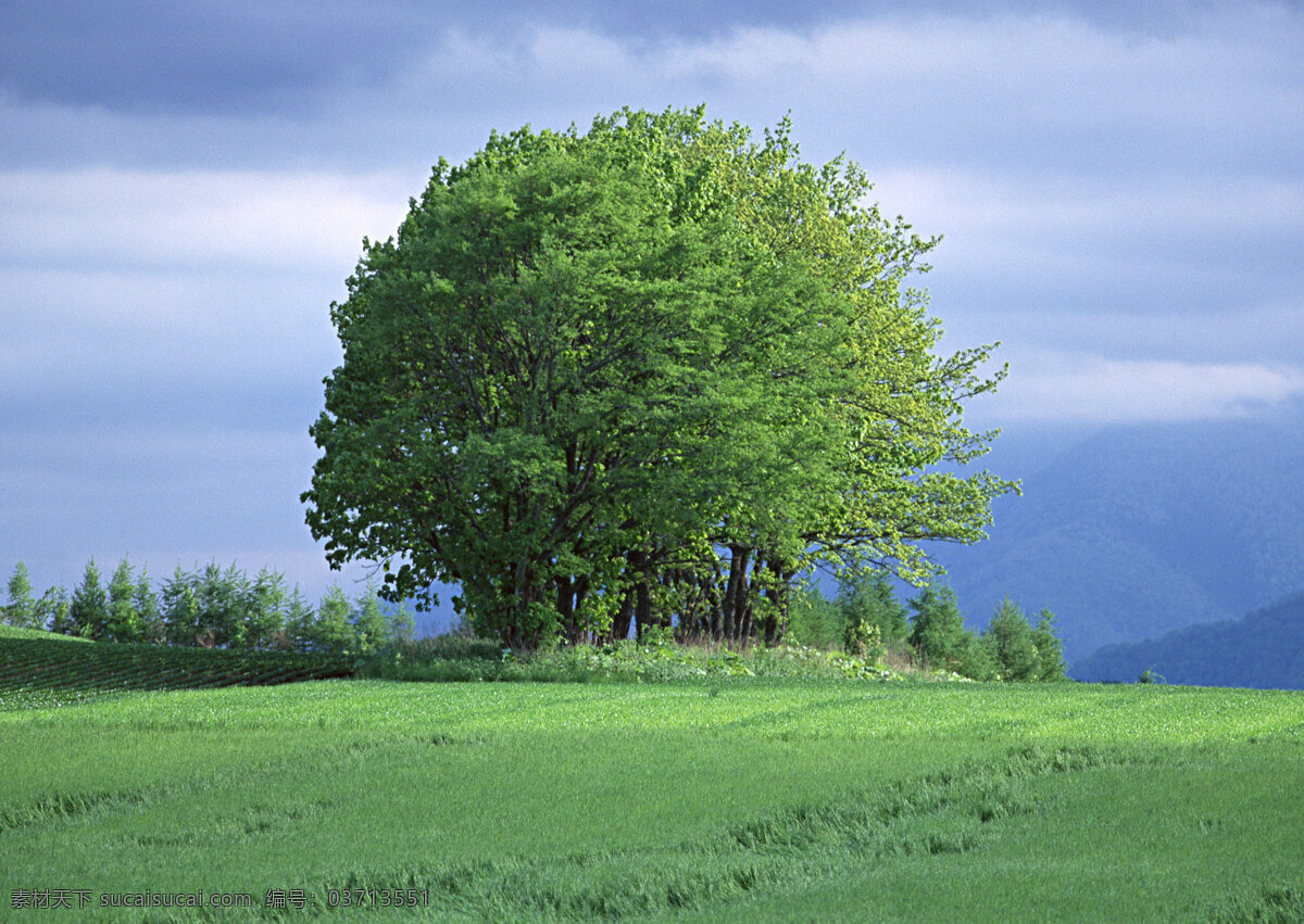 草原 上 颗 树 自然 风景 天空 空旷 白云 一个树 安静 花草树木 生物世界 绿色