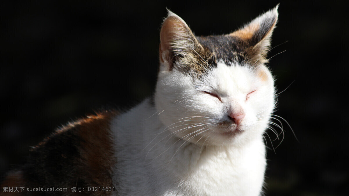 冥想的猫 猫 闭眼 沉思 胡须 面朝阳光 喵星人 生物世界 野生动物