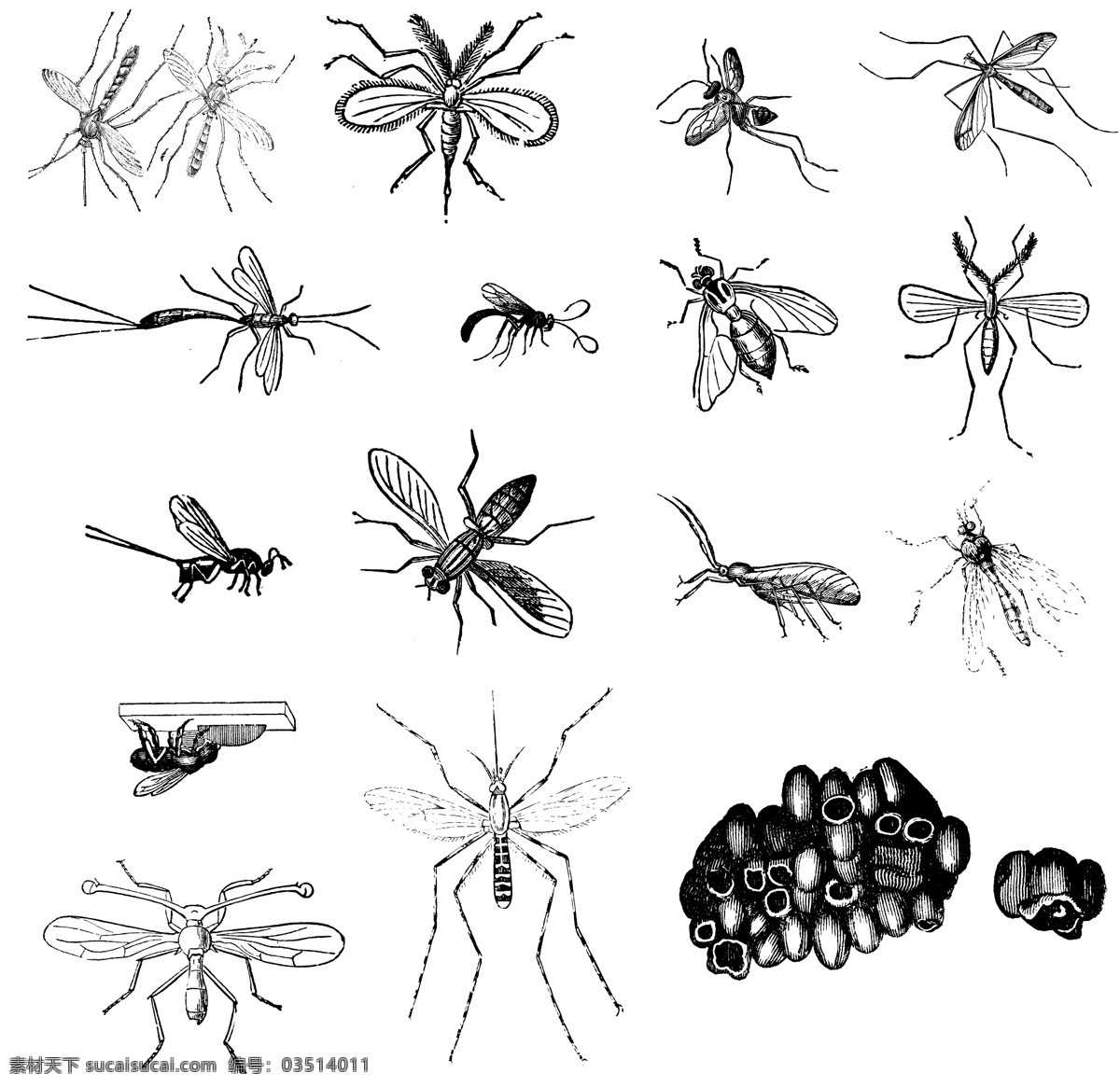昆虫 类 欧美 古典 线条 矢量 动物 库 欧洲古典素材 矢量素材 素描素材 线条素材 非 主流 矢量图 其他矢量图