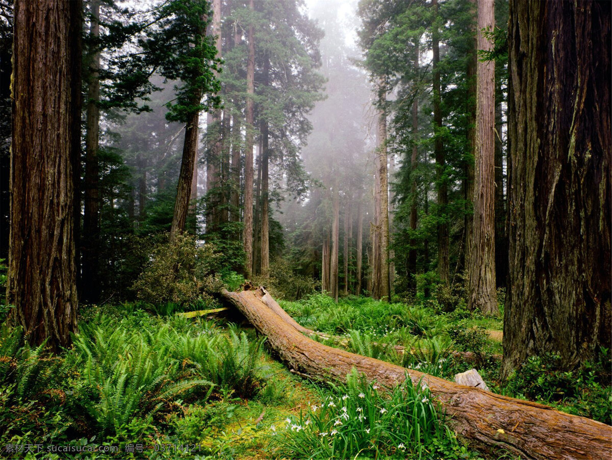 原始森林 树林 大树 树木 树叶 自然景观 自然 大自然 树林风景 树木树叶 树干 阳光照射 森林树干 自然风景 旅游摄影