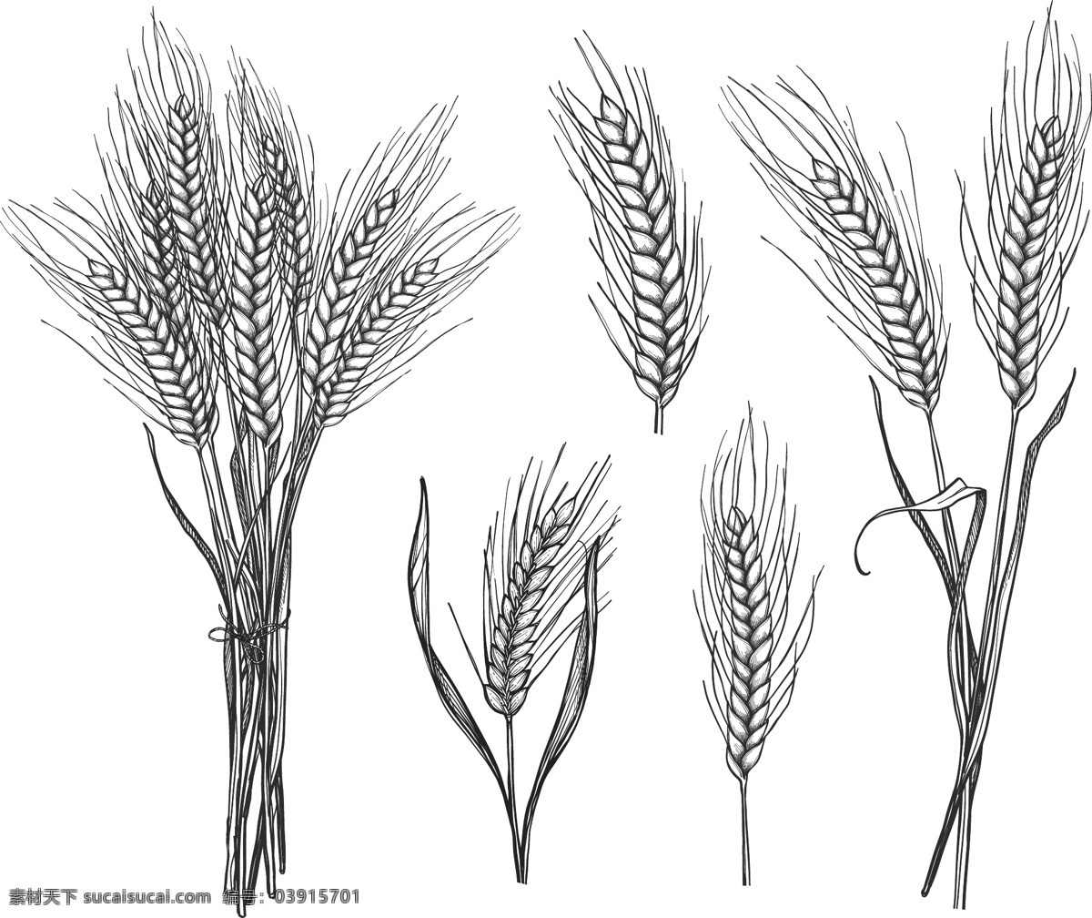 小麦 手绘 线描 线条 白描
