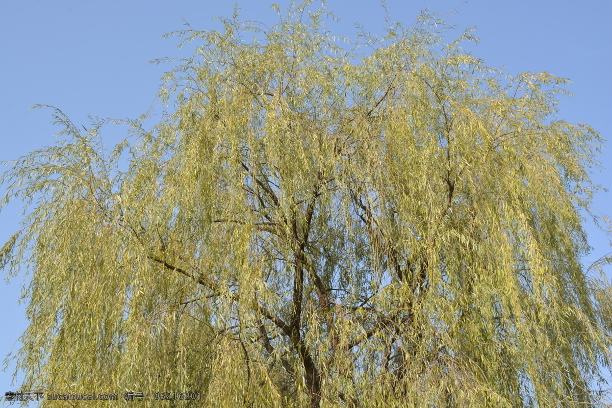 柳树 天空 树枝 树叶 垂柳 植物 生物世界 树木树叶