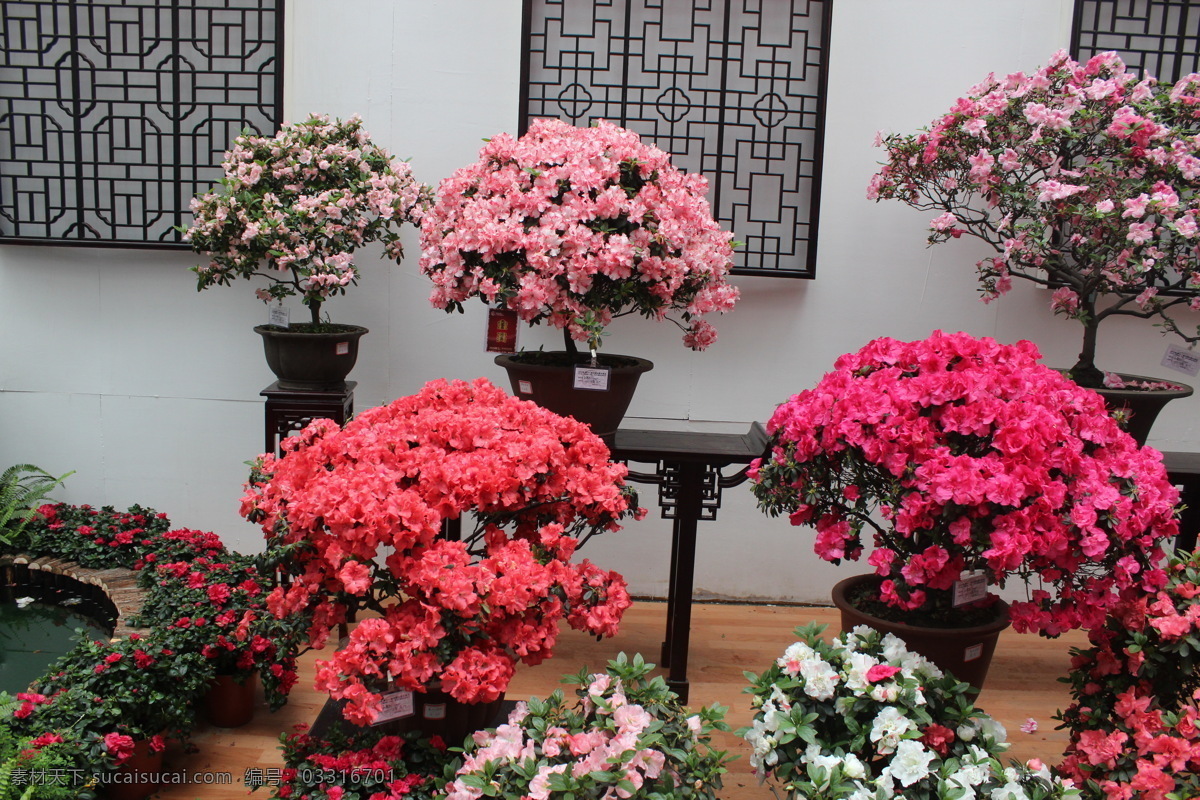 三角梅 盆景 花卉 高清 三角梅盆景 红色鲜花 唯美花朵 白色花朵 粉色花朵