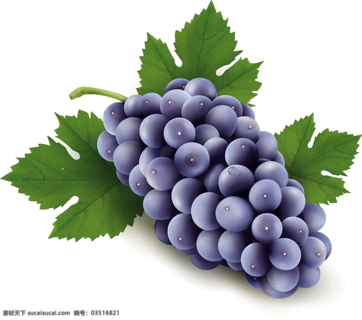 现实 紫 葡萄 免费 矢量 矢量食物 紫色的 现实的 矢量图 日常生活